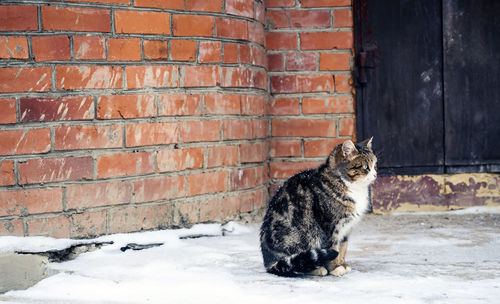 Cat sitting against brick wall