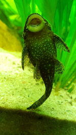 Close-up of turtle in aquarium