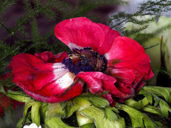 Close-up of pink flower