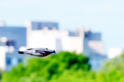 Bird flying over white background