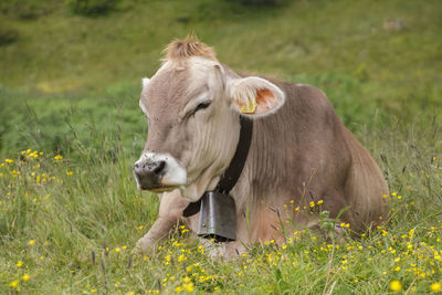 Cow standing in a field