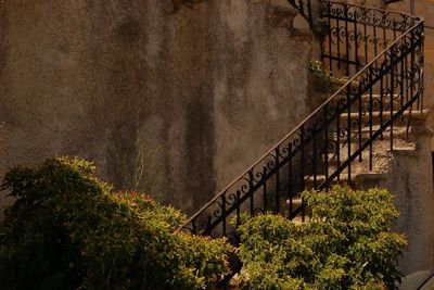 Plants growing by railing against bridge