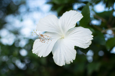 Close-up of white flowering plant