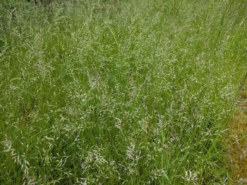 Full frame shot of plants on field