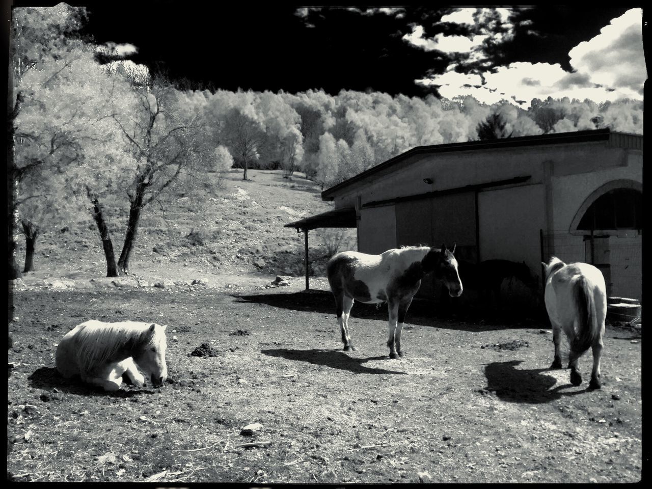 animal themes, domestic animals, mammal, livestock, young animal, tree, nature, built structure, day, one animal, no people, pets, piglet, outdoors, architecture, pig