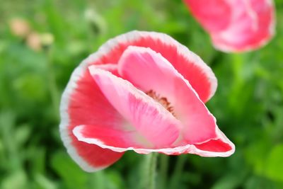 Close-up of pink rose flower