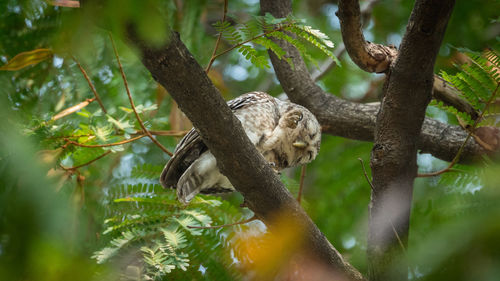 Low angle view of eagle perching on tree