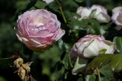 Close-up of pink rose