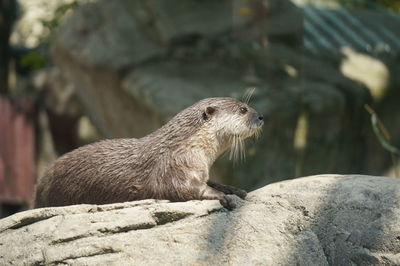 Close-up of asian small-clawed otter on rock