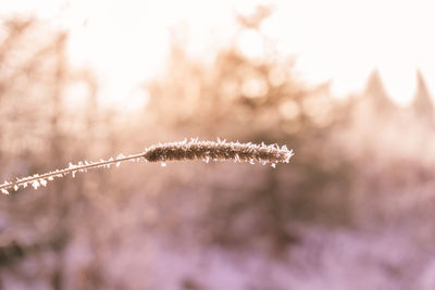 Close-up of snow on plant