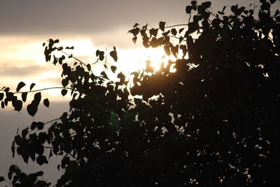 Low angle view of silhouette plants against sky during sunset