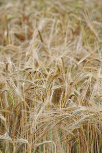 Close-up of wheat field