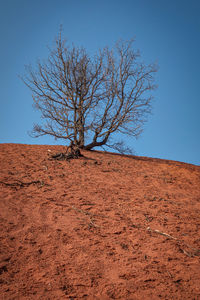 Bare tree on field against clear sky