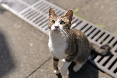 High angle view of cat sitting on street