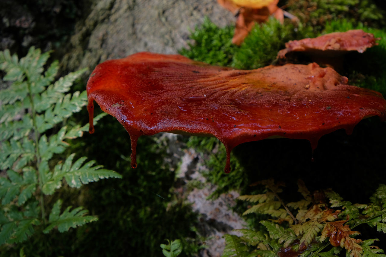 CLOSE-UP OF MUSHROOM ON FIELD