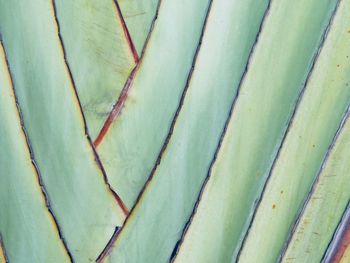 Full frame shot of plants