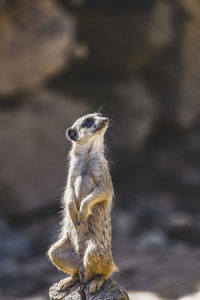 Meerkat portrait sitting on rock