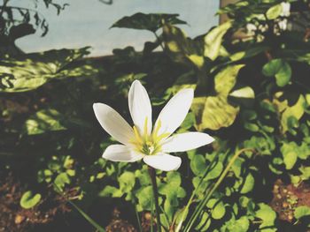 Close-up of white flowering plant