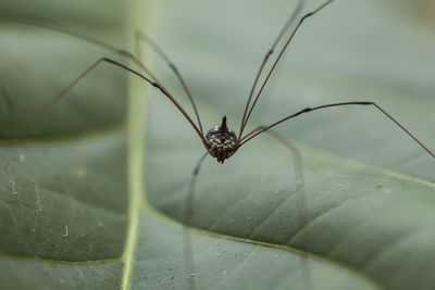 Spider in tropical forest