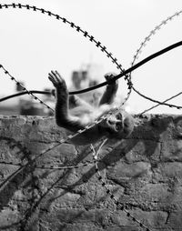 Close-up of monkey by barbed wire