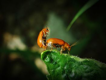 Close-up of insect on plant
