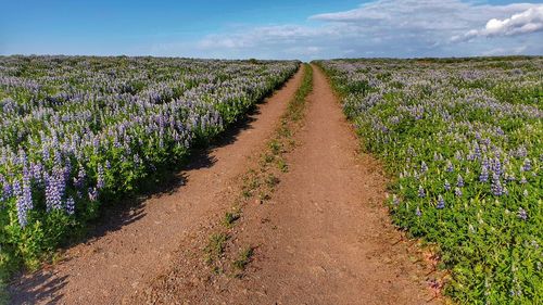 Scenic view of agricultural field against sky