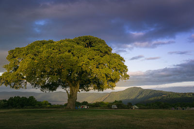 Magnificent tree and tents in the ngorongoro conservation area at sunset. tanzania. africa