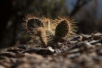 Close-up of dried plant on field