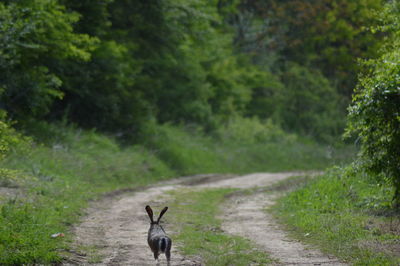 Rabbit on dirt road at forest