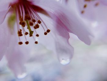 Close-up of flower against blurred background