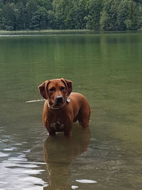 Portrait of dog in lake