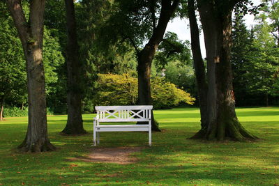 Trees in park