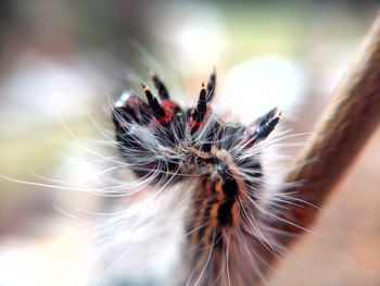Close-up of spider on web