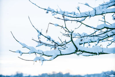 Close-up of branches against sky during winter