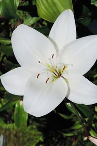 Close-up of white flower