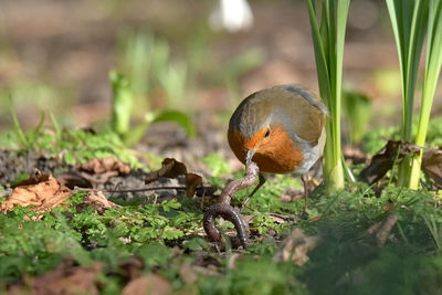 Bird on a field