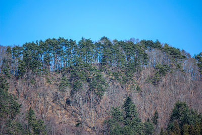 Low angle view of trees against clear blue sky