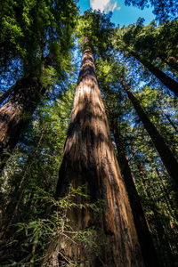 Low angle view of trees in forest
