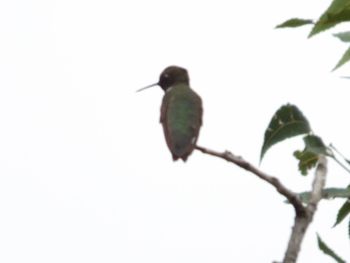 Bird perching on wall