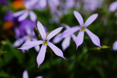 Close-up of purple flowers blooming outdoors