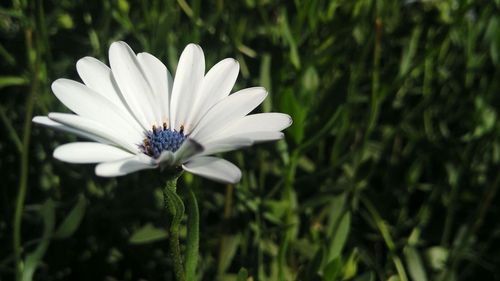 Close-up of white flower blooming outdoors