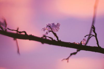 Close-up of plant against sky