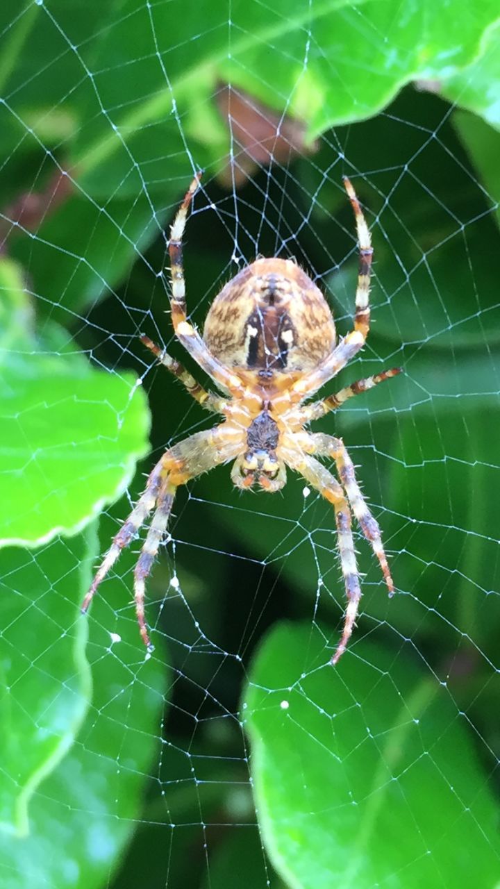animal themes, spider web, one animal, spider, animals in the wild, insect, wildlife, focus on foreground, close-up, web, arachnid, nature, natural pattern, spinning, fragility, complexity, selective focus, outdoors, day