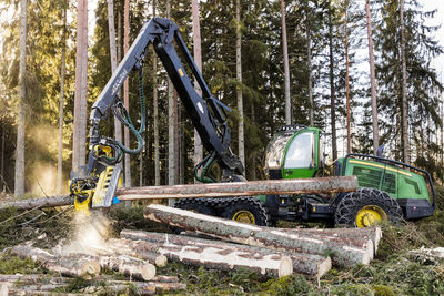 Feller buncher at work