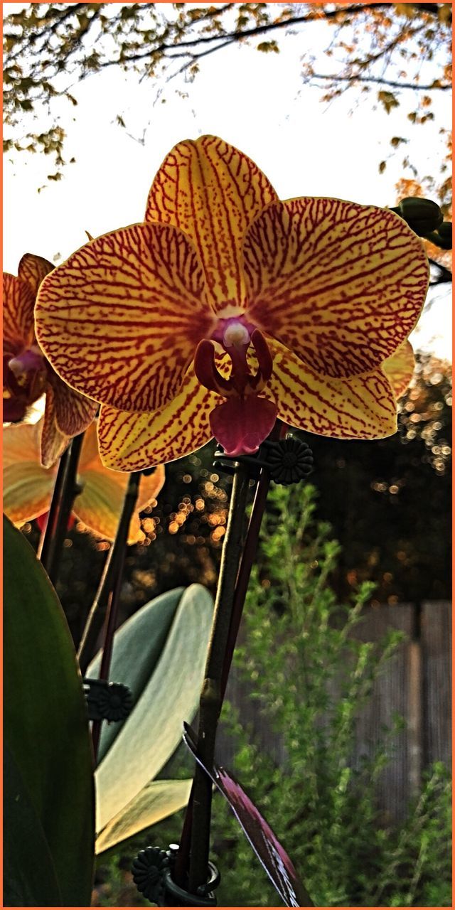 plant, flower, growth, flowering plant, beauty in nature, nature, close-up, fragility, vulnerability, freshness, plant part, leaf, petal, no people, focus on foreground, day, flower head, inflorescence, land, pollen, outdoors, wilted plant