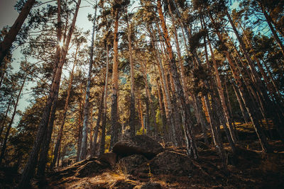 Low angle view of trees in forest