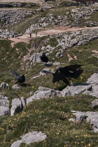 High angle view of birds on land