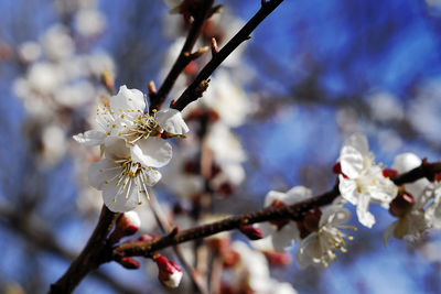Close-up of apple blossoms in spring