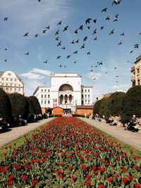 Low angle view of birds flying over plants against buildings on sunny day