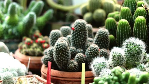 Close-up of potted plants cactus